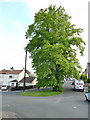 Traffic island with a tall tree