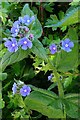 Green Alkanet (Pentaglossis sempervirens), Centurion Way