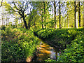 Basford Brook in Burrow Coppice