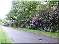 SU8421 : Rhododendrons along the Elsted Road by Martyn Pattison