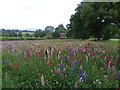 Lupin field at St. Peter