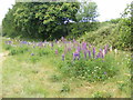 Lupins along the verge of the A272 at Rogate