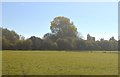 Farmland near Barnham