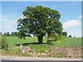 Broken wall and solitary tree