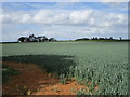 Wheat field off Belvoir Road