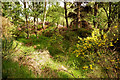 Track bed of the disused Fortrose to Muir of Ord railway