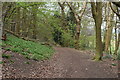 Footpath, Reigate Park