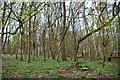 Woodland, Reigate Park