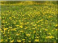 A blanket of buttercups