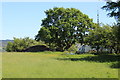 Tree next to field