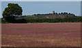 Farmland north of Cloud Wood