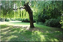 TQ1288 : Willow tree by Yeading Walk by David Howard