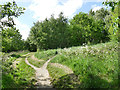 Path junction, Dolphin Beck Marsh