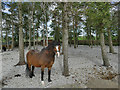 Horse on gravel, Moor Knoll Lane, East Ardsley