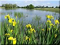 SO8843 : Flag irises and Croome River by Philip Halling