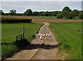 White geese on a farm track