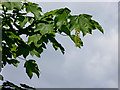 Sycamore (detail) in Muchall Park, Wolverhampton