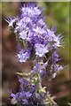 Lacy phacelia