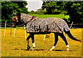 ST8180 : Horse in Zebra Clothing !! Acton Turville, Gloucestershire 2020 by Ray Bird