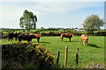 H5670 : Cattle, Ramackan by Kenneth  Allen
