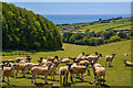 SY4393 : Chideock : Grassy Field & Sheep by Lewis Clarke
