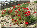 Poppies, Newbiggin Bay Promenade, Newbiggin-by-the-Sea