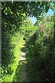 Sweet Peas by Footpath 192_3