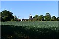 Ashfield Green, Verdons Lane: Cereal crop