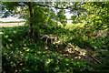 Abandoned car, Staffordshire Way, South of Alton