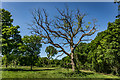 Tree, Trentham Wood