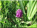 NZ3169 : Pyramidal Orchid on Pond Edge, Silverlink Biodiversity Park, Shiremoor by Geoff Holland
