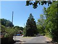 Approaching a fir tree in Kings Road