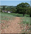 Footpath to Wilson