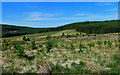 Clear fell at Glenalla Forest