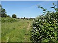 Footpath behind Springhead Road, Faversham