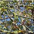 Immature catkins of common walnut, Warwick