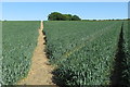 Footpath to Hardwick End