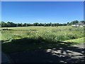 Gala Field, Newbiggin Hall Estate