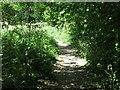 Public Footpath near Seghill