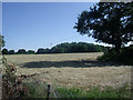 Newly mown field off Royds Lane, Rothwell