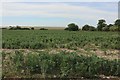 Crop field by Warden Road