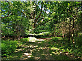 Path, Cowdray Forest