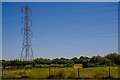 Cullompton : Grassy Field