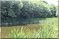 Pond near railway line, Parc Penllta