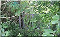 Kissing Gate Deep In Hedge