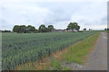 Field of wheat at Gransden Lodge farm