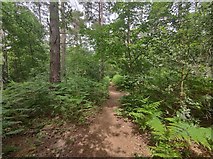 SU9355 : Woodland Path on Bowling Hill by James Emmans