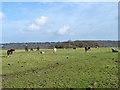 Horses near Paddock Wood