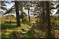 Track through Pine Trees near Birichen, Sutherland