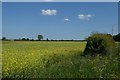 Farmland east of Tockwith